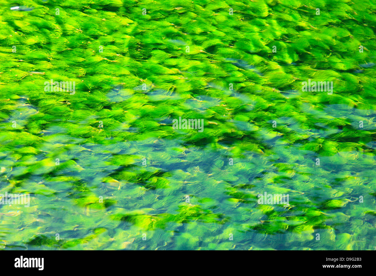 Waterweed Stock Photo
