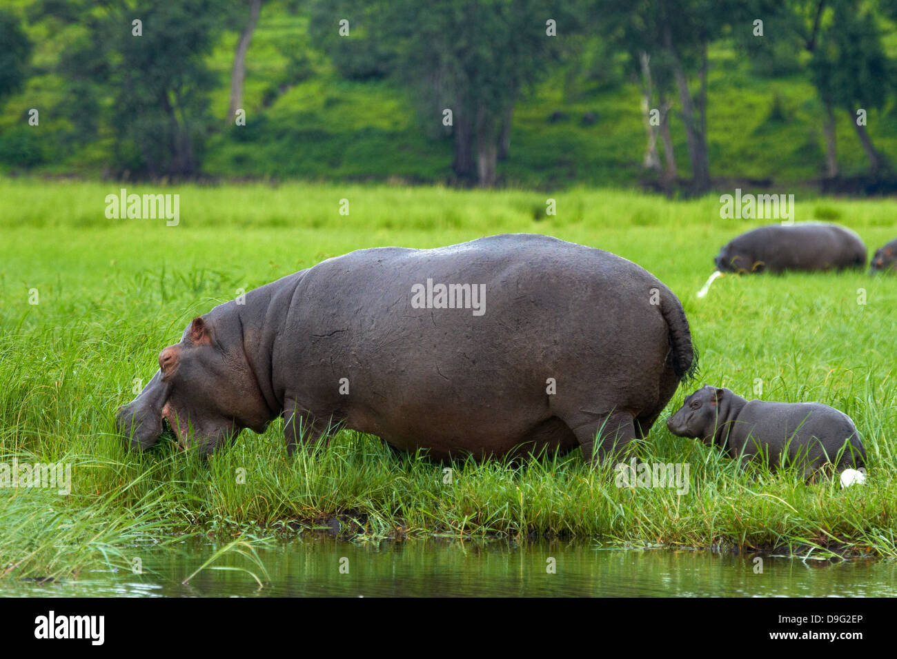 Hippopotamus and baby (Hippopotamus amphibius), and Cattle Egret, by Chobe River, Chobe National Park, Kasane, Botswana, Africa Stock Photo