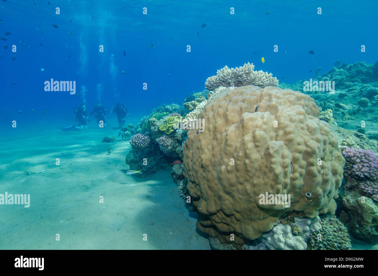 Coral Reef And Three Scuba Divers Naama Bay Sharm El Sheikh Red Sea coral-reef-and-three-scuba-divers-naama-bay-sharm-el-sheikh-red-sea