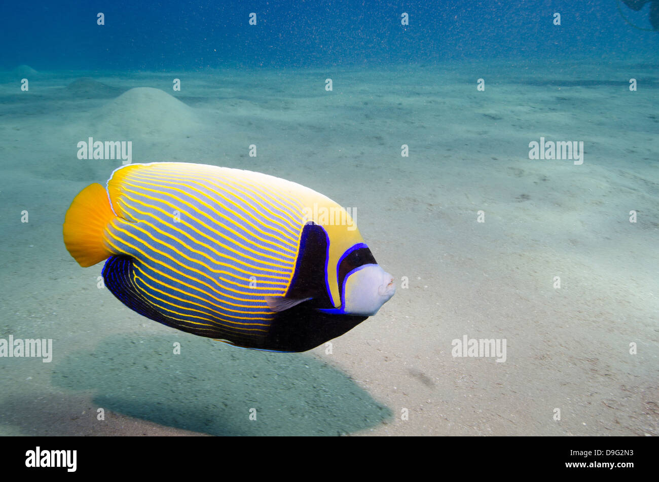 Emperor angelfish (Pomacanthus imperator) close to sandy seabed, Naama Bay, Sharm el-Sheikh, Red Sea, Egypt, Africa Stock Photo