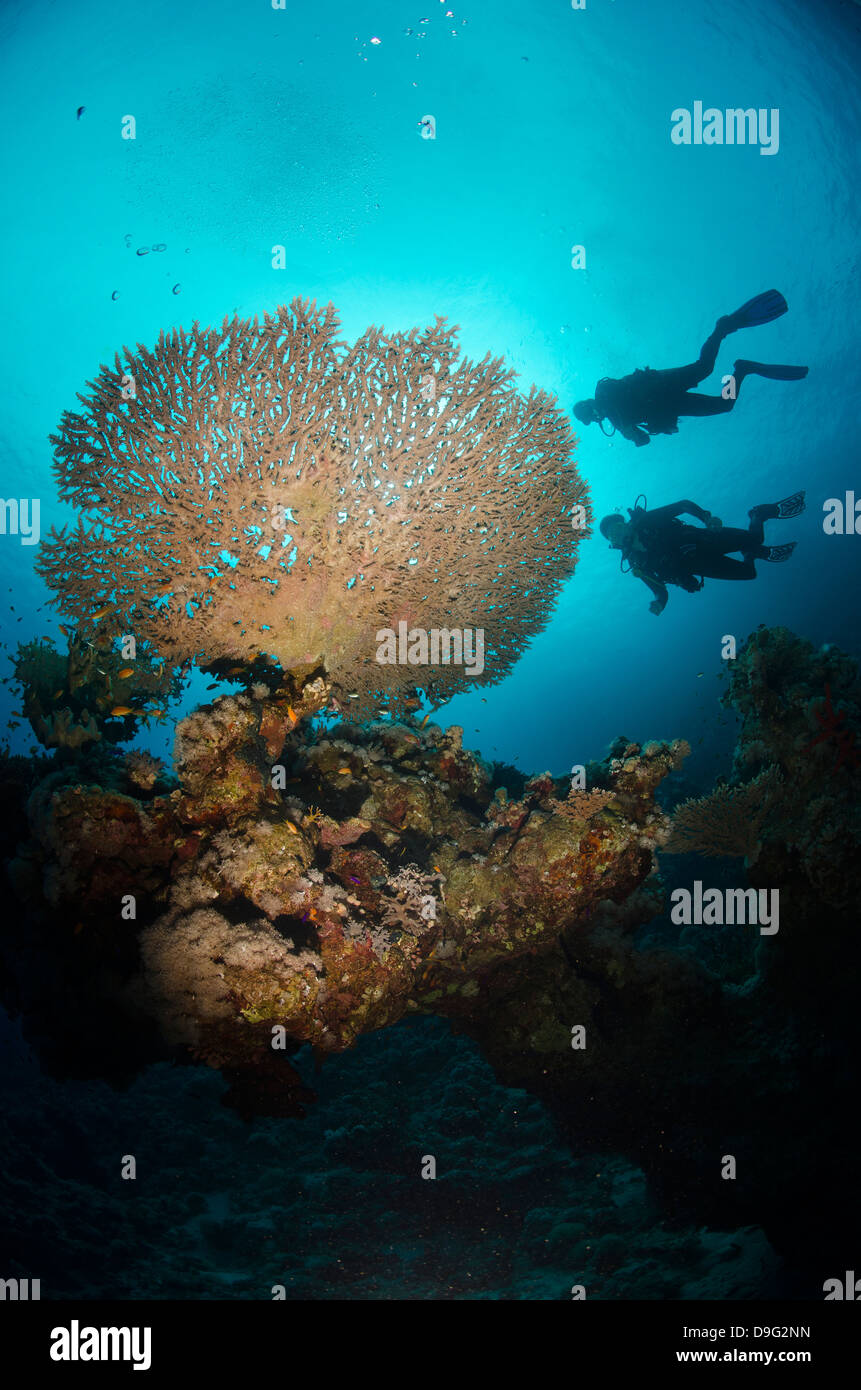 Silhouette of two scuba divers above Table coral, Ras Mohammed National Park, Sharm el-Sheikh, Red Sea, Egypt, Africa Stock Photo