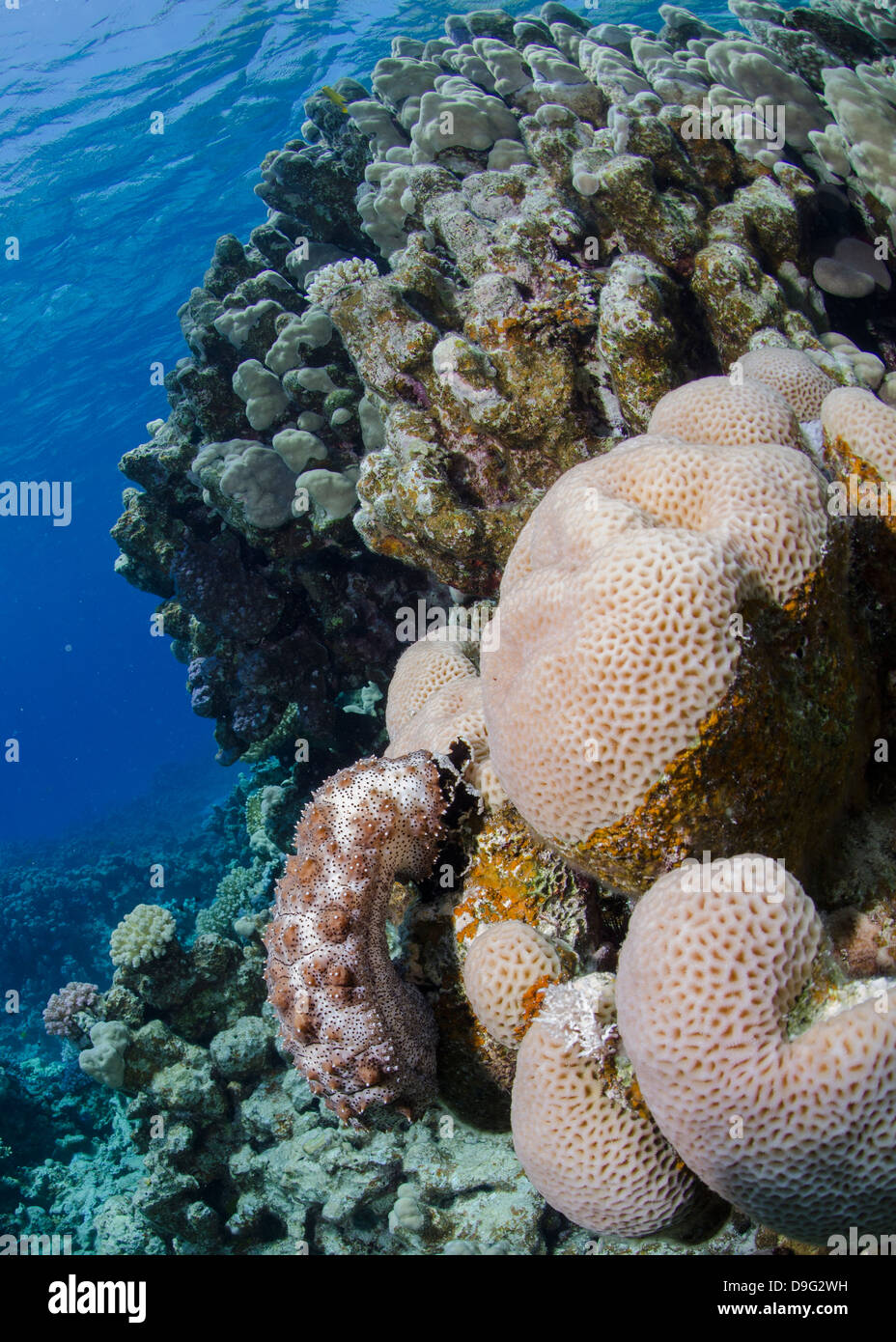 Blackmouth sea cucumber on coral reef, Ras Mohammed National Park, Sharm Eel-Sheikh, Red Sea, Egypt, Africa Stock Photo