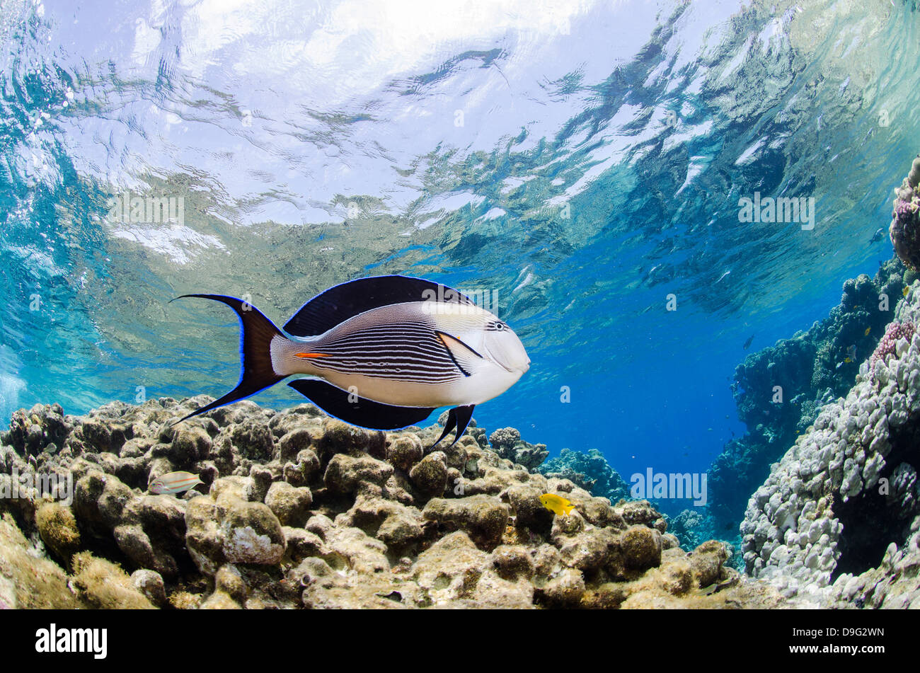 Sohal surgeonfish (Acanthurus sohal) in shallow water, low angle view, Ras Mohammed National Park, Red Sea, Egypt, Africa Stock Photo