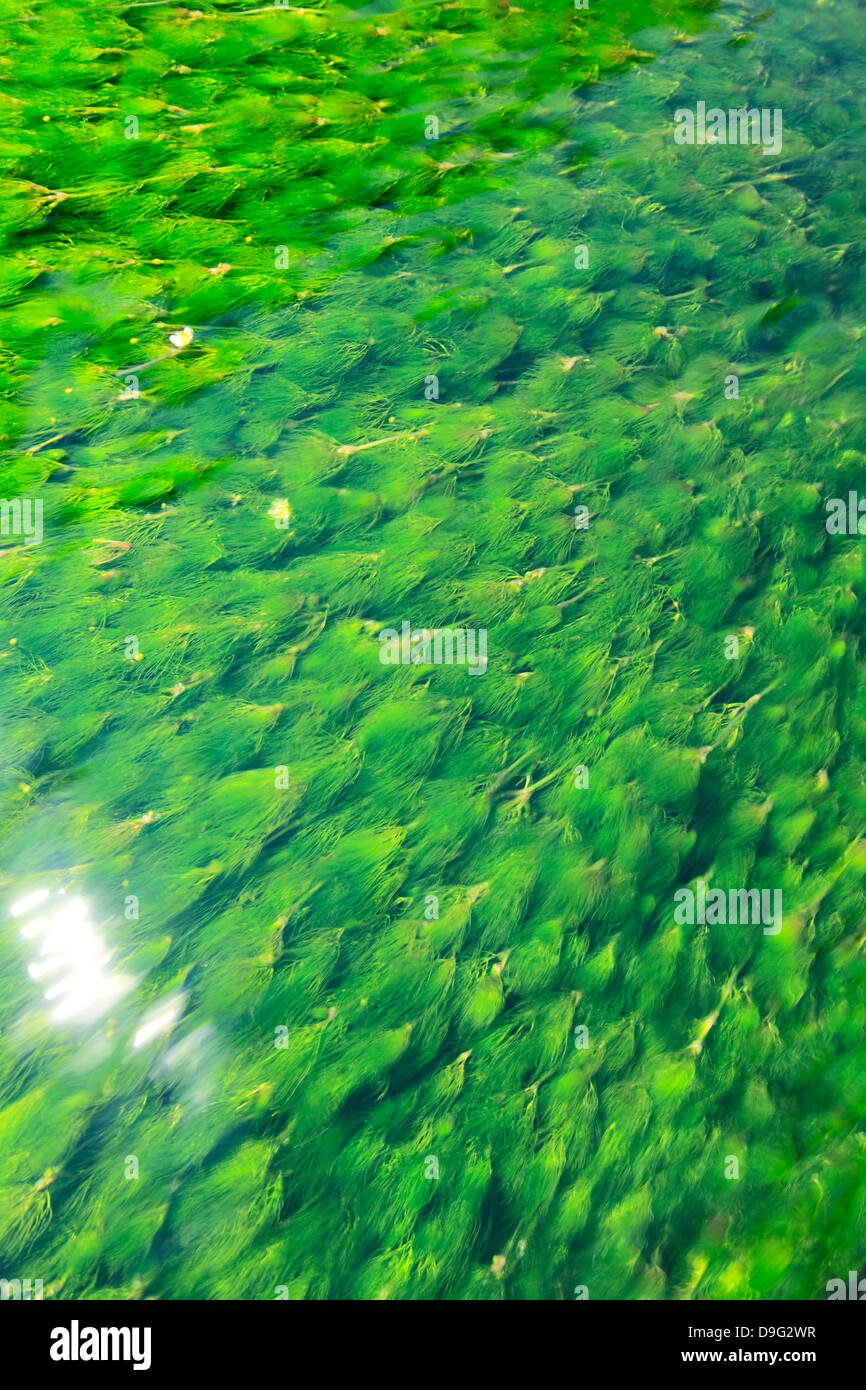 Waterweed Stock Photo