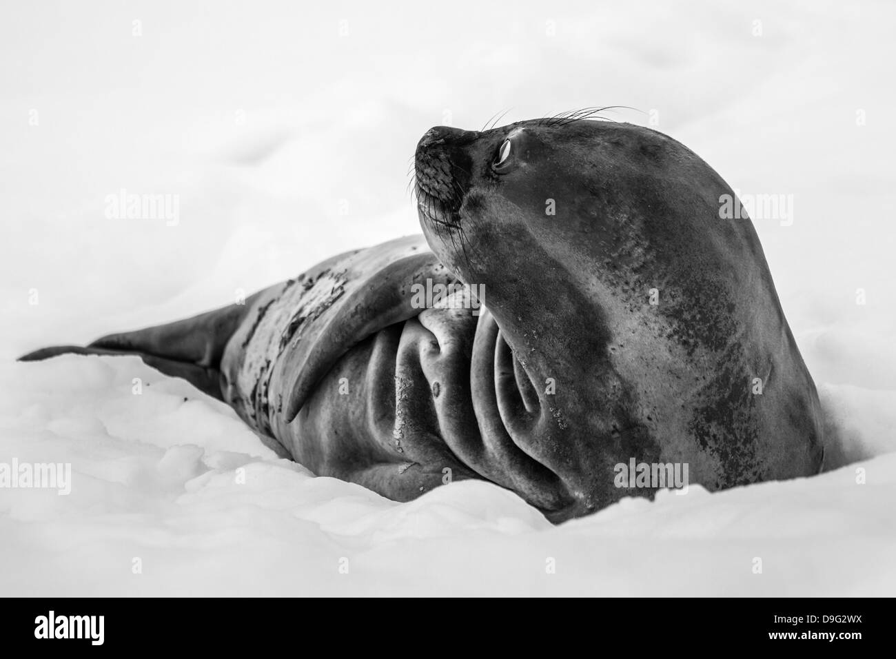 Southern elephant seal pup, Antarctica Stock Photo
