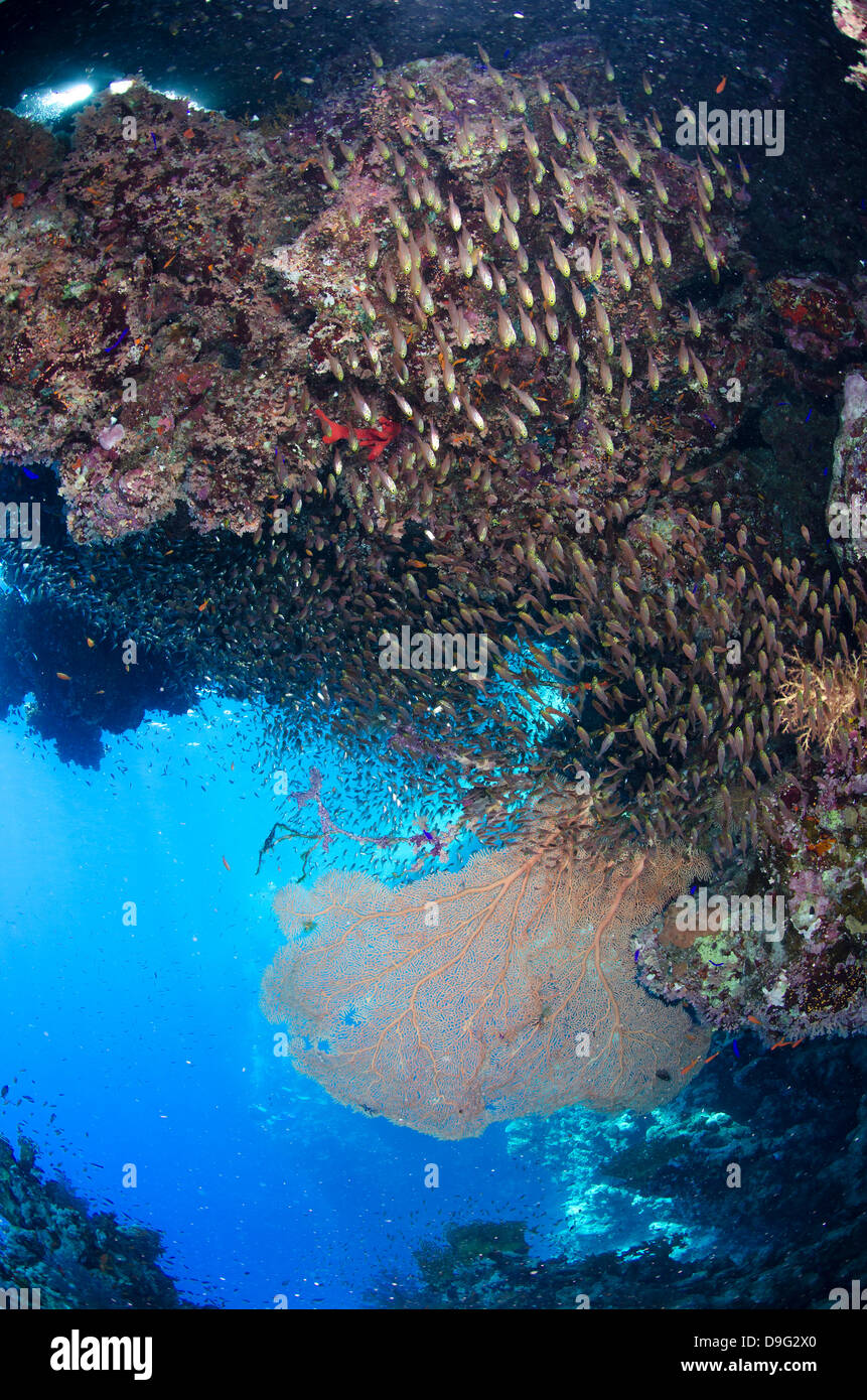 Coral reef scene, Ras Mohammed National Park, Sharm el-Sheikh, Red Sea, Egypt, Africa Stock Photo