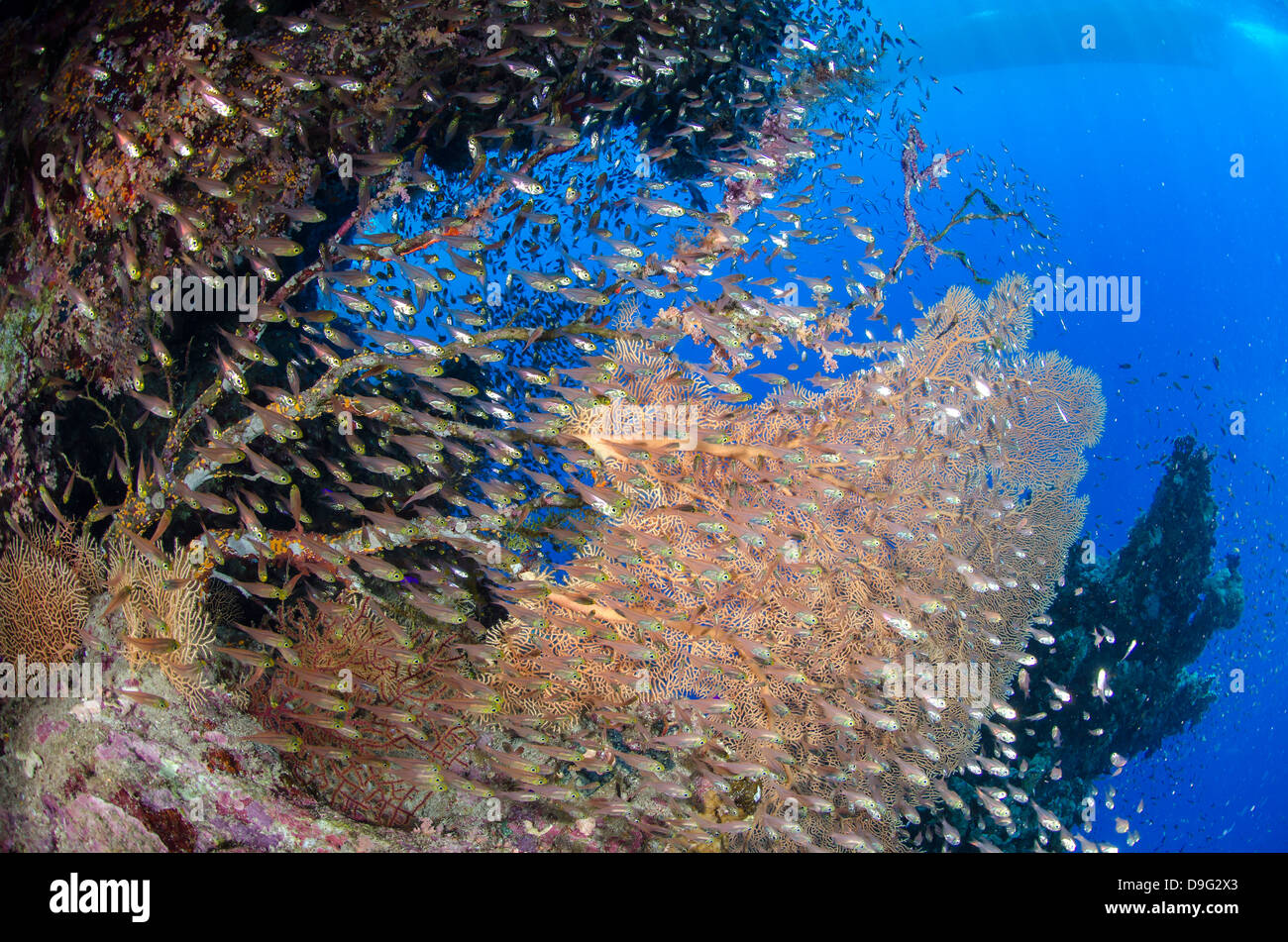 Glassfish (Parapriacanthus shoal, Ras Mohammed National