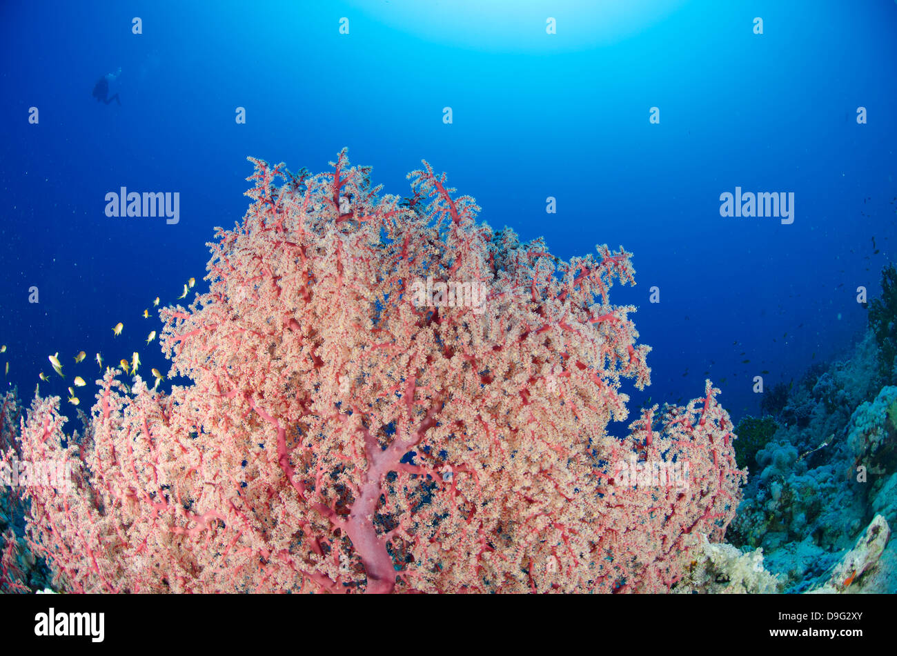 Splendid knotted fan coral  (Acabaria splendens), Ras Mohammed National Park, Red Sea, Egypt, Africa Stock Photo