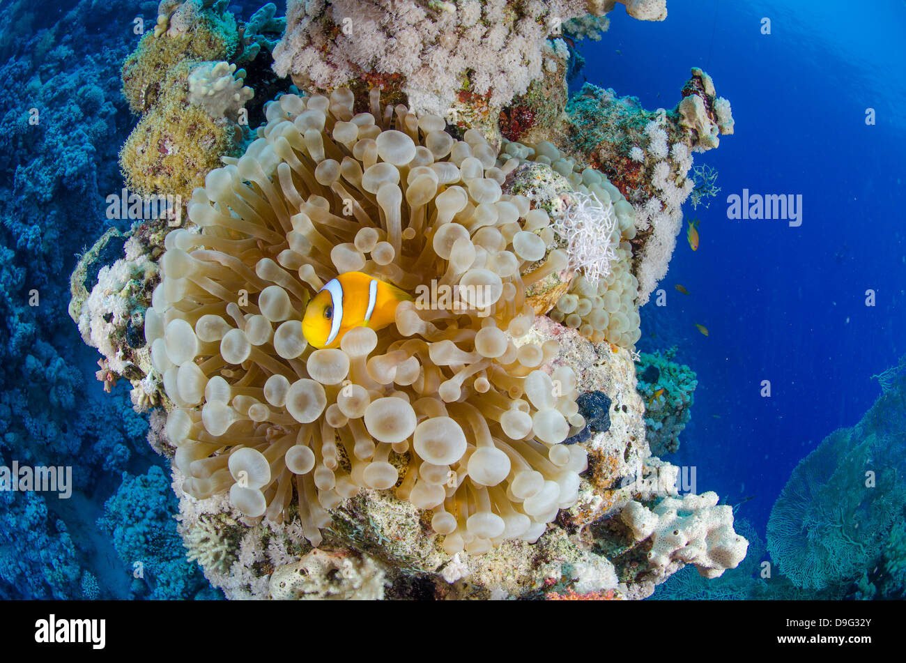 Red sea anemone fish (amphiprion bicinctus) and Haddons's anemone, Ras Mohammed National Park, Red Sea, Egypt, Africa Stock Photo