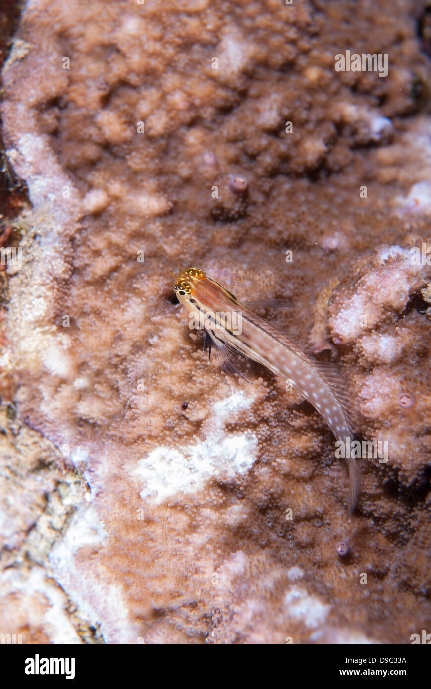 Dentex blenny (Red Sea combtooth blenny) (ecsenius dentex), Naama Bay, off Sharm el-Sheikh, Sinai, Red Sea, Egypt, Africa Stock Photo