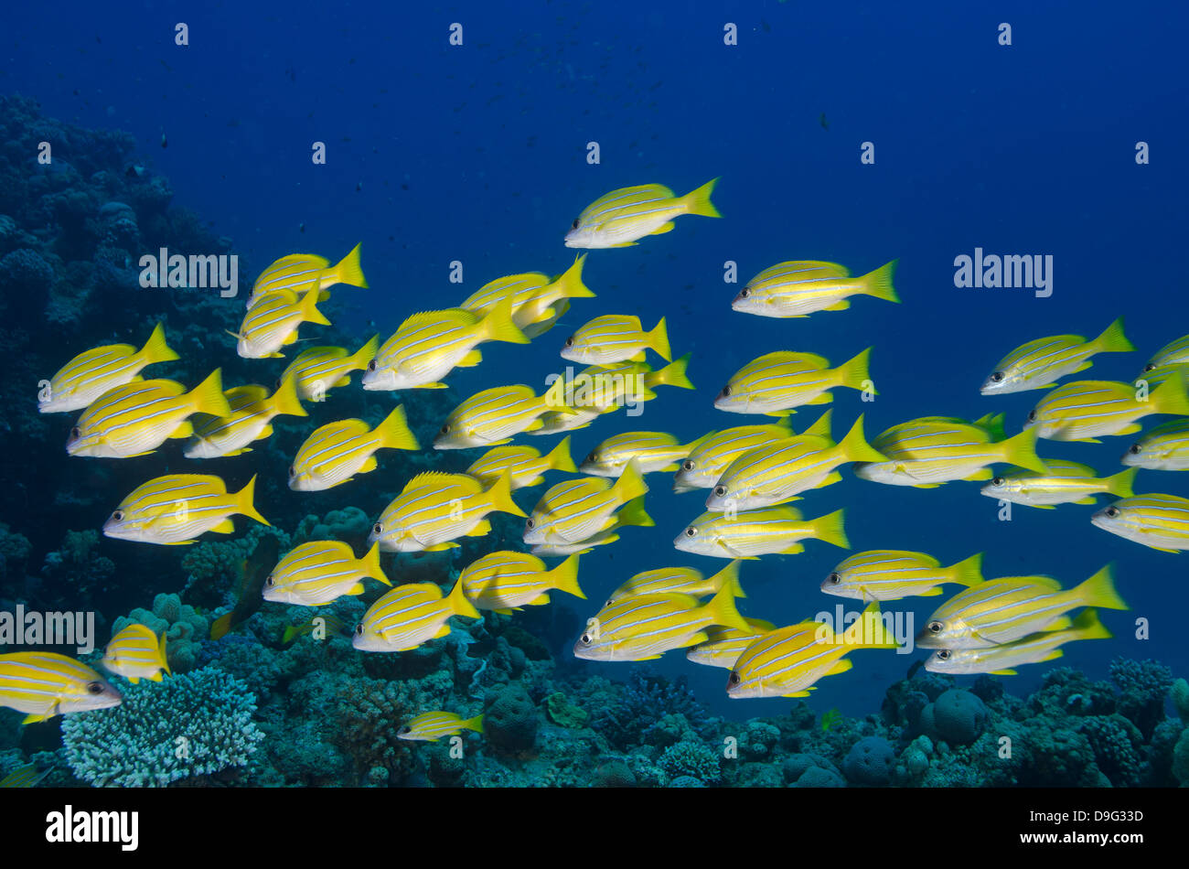 School shoal hires stock photography and images Alamy