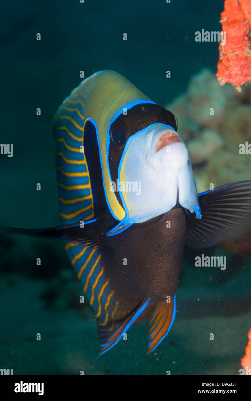 Emperor angelfish  (Pomacanthus imperator), Naama Bay, off Sharm el-Sheikh, Sinai, Red Sea, Egypt, Africa Stock Photo