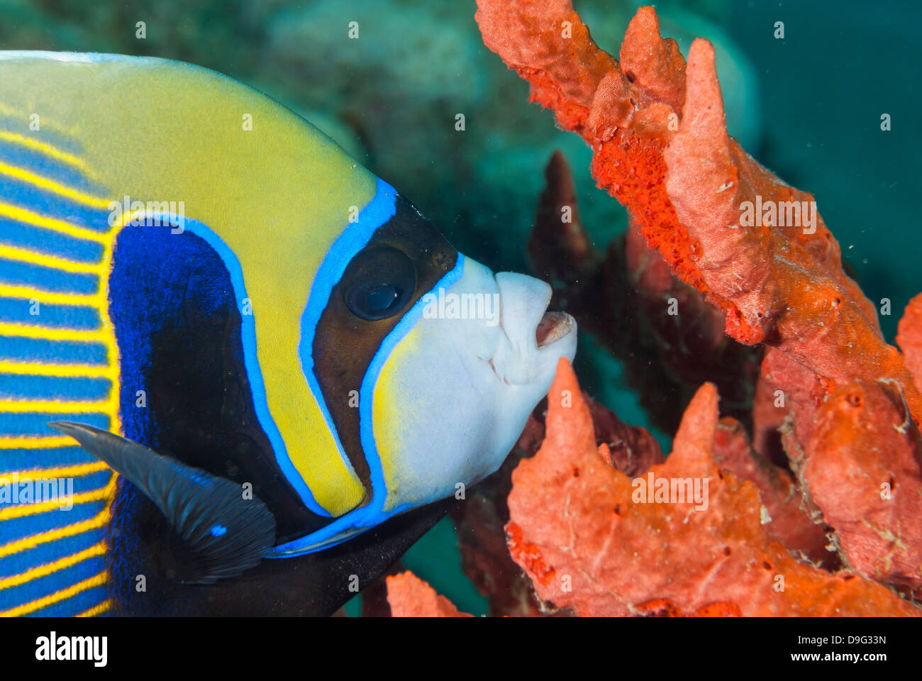 Emperor angelfish (Pomacanthus imperator) close-up, Naama Bay, off Sharm el-Sheikh, Sinai, Red Sea, Egypt, Africa Stock Photo