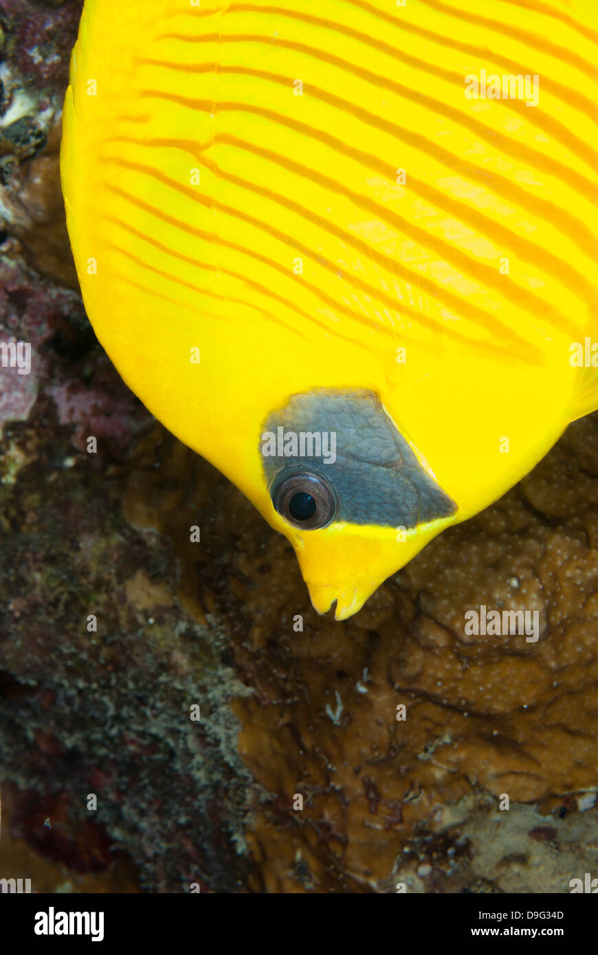 Masked butterfly fish (Chaetodon semilarvatus) close-up, Naama Bay, off Sharm el-Sheikh, Sinai, Red Sea, Egypt, Africa Stock Photo