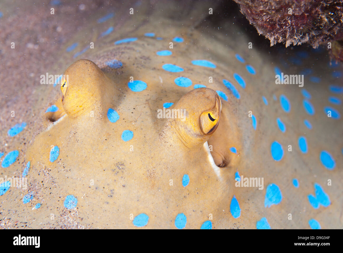 Close-up of eyes of a bluespotted stingray (Taeniura lymma), Naama Bay, off Sharm el-Sheikh, Sinai, Red Sea, Egypt, Africa Stock Photo
