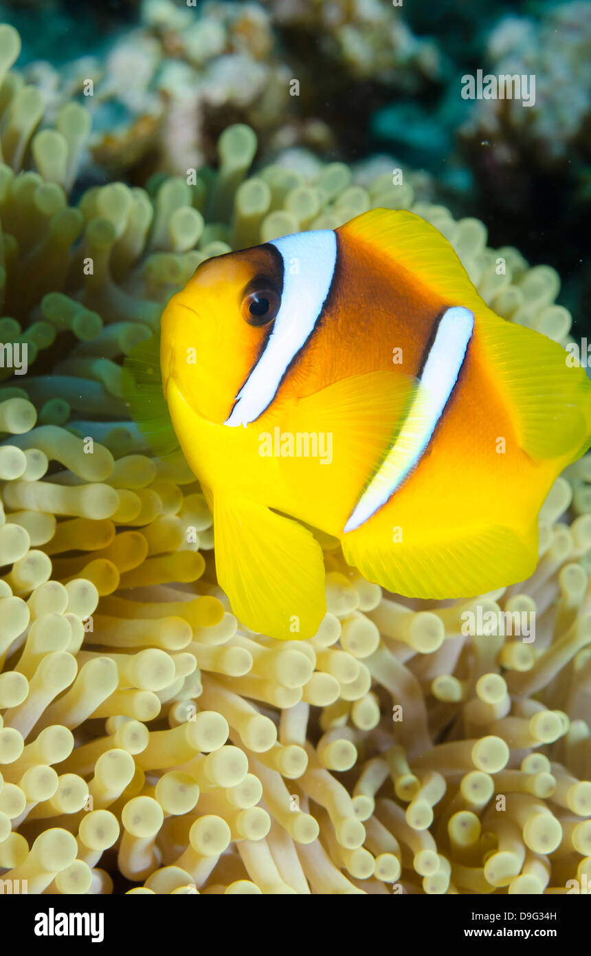 Red sea anemone fish (Amphiprion bicinctus) and magnificent anemone, Ras Mohammed National Park, Sinai, Red Sea, Egypt, Africa Stock Photo