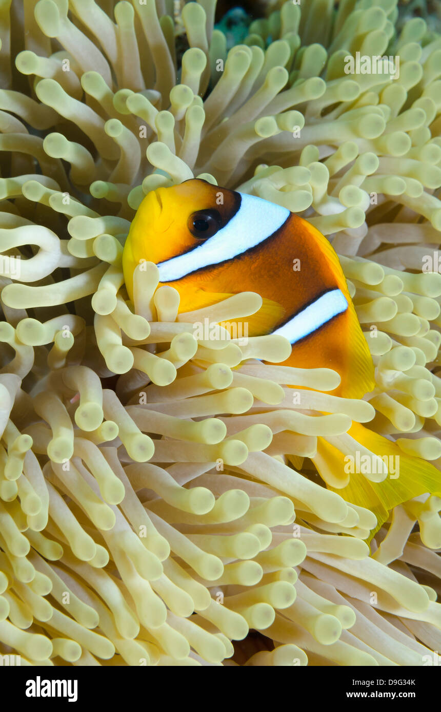 Red sea anemone fish (Amphiprion bicinctus) and magnificent anemone, Ras Mohammed National Park, Sinai, Red Sea, Egypt, Africa Stock Photo