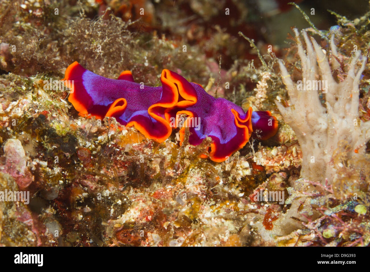 Pseudoceros ferrugineus flatworm, Mabul, Borneo, Malaysia Stock Photo
