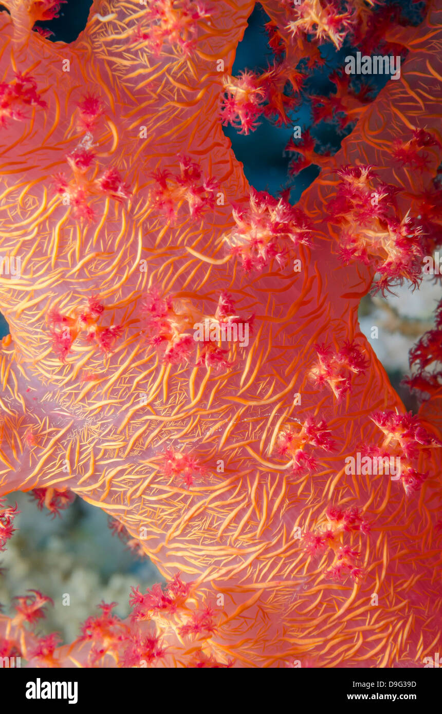 Pink Soft Broccoli coral, Macro of stem and branches, Ras Mohammed National Park, Sinai, Egypt, Red Sea, Egypt, Africa Stock Photo