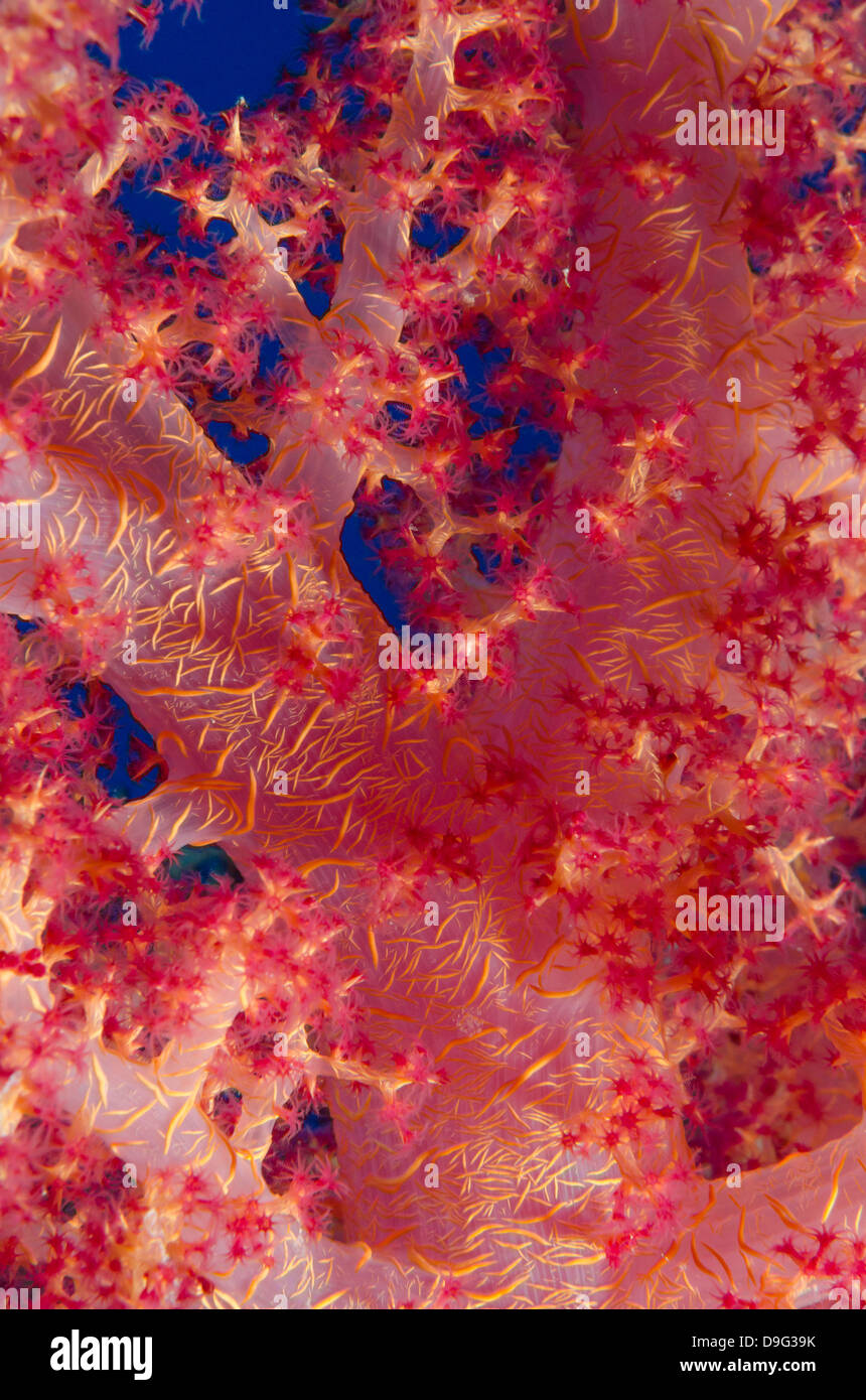 Macro shot of stem and branches of pink soft broccoli coral, Ras Mohammed National Park, Sinai, Red Sea, Egypt, Africa Stock Photo