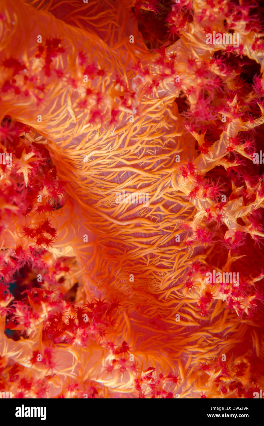Macro shot of stem and branches of orange soft broccoli coral, Ras Mohammed National Park, Sinai, Red Sea, Egypt, Africa Stock Photo
