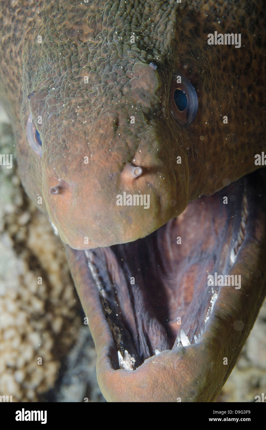 Close-up of the head of a giant moray (Gymnothorax javanicus), Ras Mohammed National Park, Sinai, Red Sea, Egypt, Africa Stock Photo