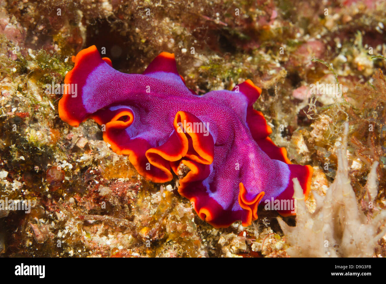 Pseudoceros ferrugineus flatworm, Mabul, Borneo, Malaysia Stock Photo