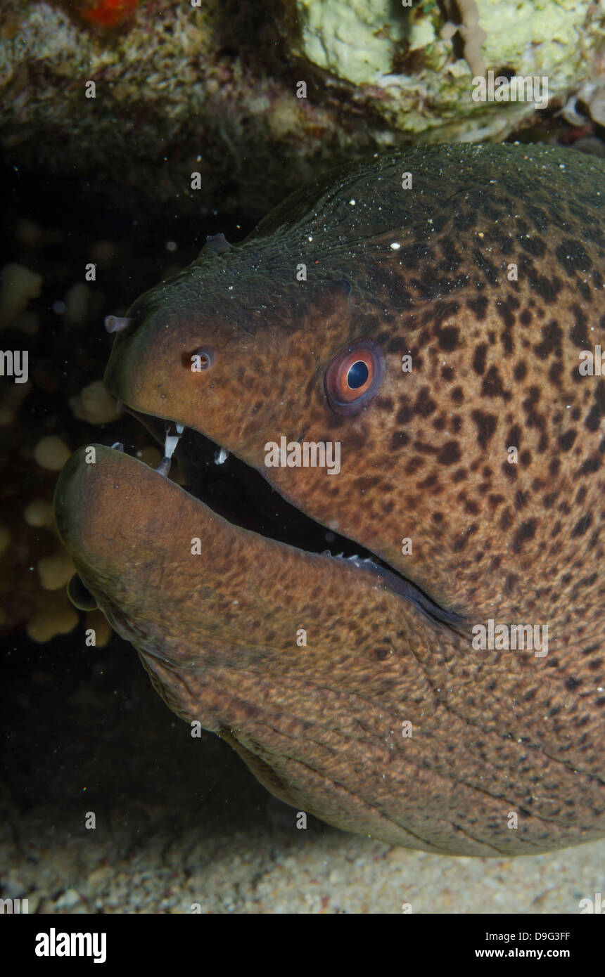 Giant moray (Gymnothorax javanicus), close-up of head, Ras Mohammed National Park, Sinai, Egypt, Red Sea, Egypt, Africa Stock Photo
