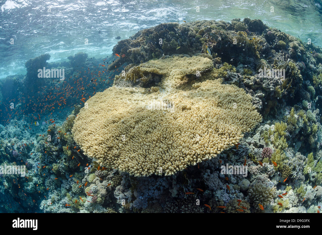 Tropical coral reef with a large table coral (Acropora pharaonis), Ras Mohammed National Park, Sinai, Red Sea, Egypt, Africa Stock Photo