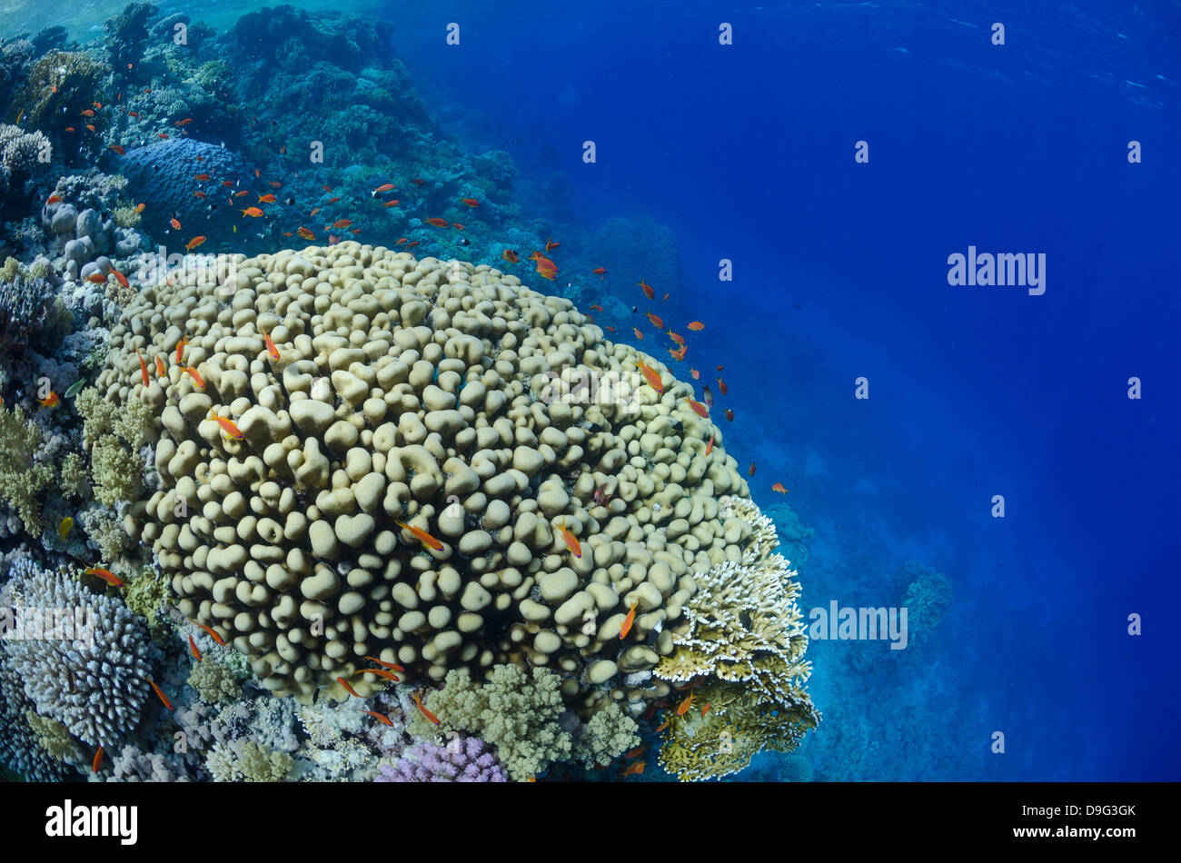 Tropical coral reef scene, Ras Mohammed National Park, off Sharm el-Sheikh, Sinai, Red Sea, Egypt, Africa Stock Photo