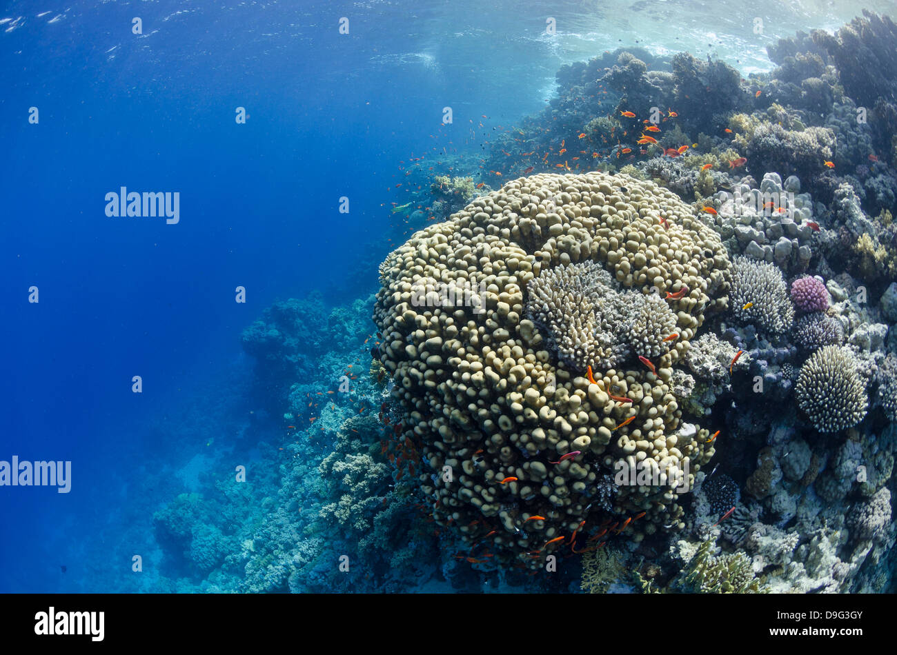 Tropical coral reef scene, Ras Mohammed National Park, off Sharm el-Sheikh, Sinai, Red Sea, Egypt, Africa Stock Photo