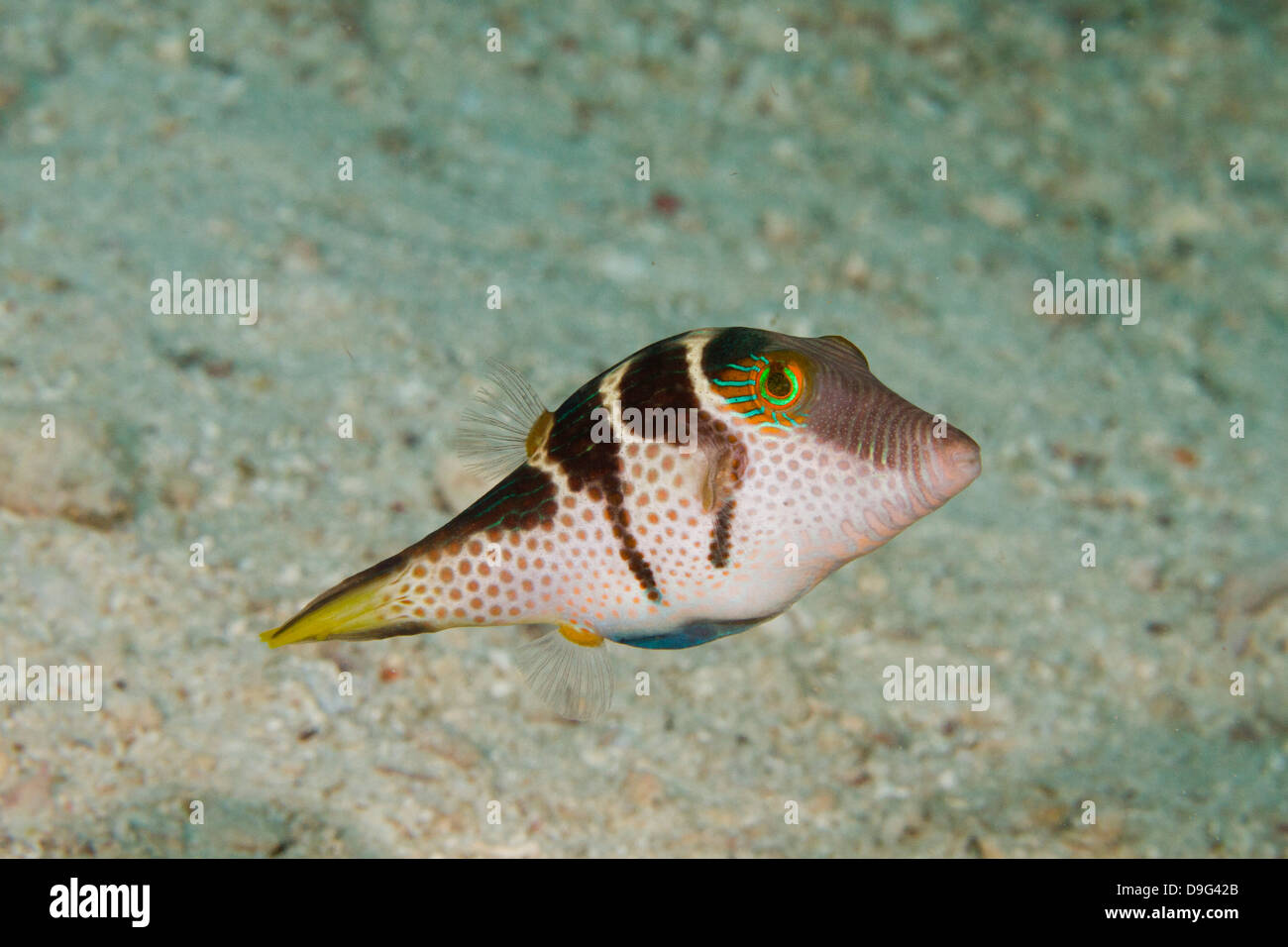 Black saddled puffer fish, Canthigaster valentini, Mabul, Borneo, Malaysia Stock Photo