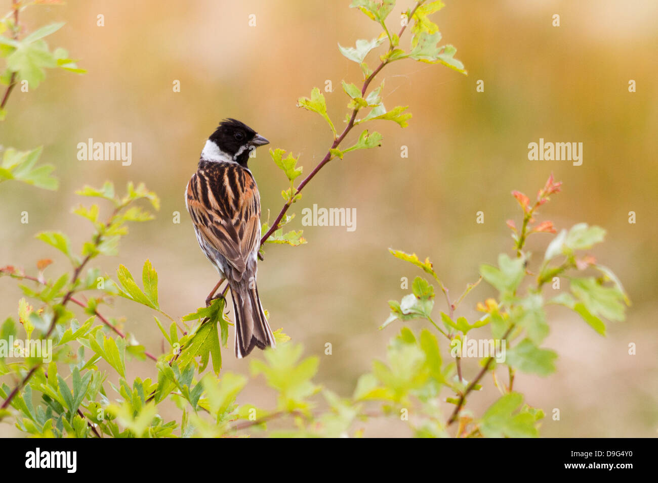 Reed bunting - Emberiza schoeniclus, Buckinghamshire, England, UK Stock Photo