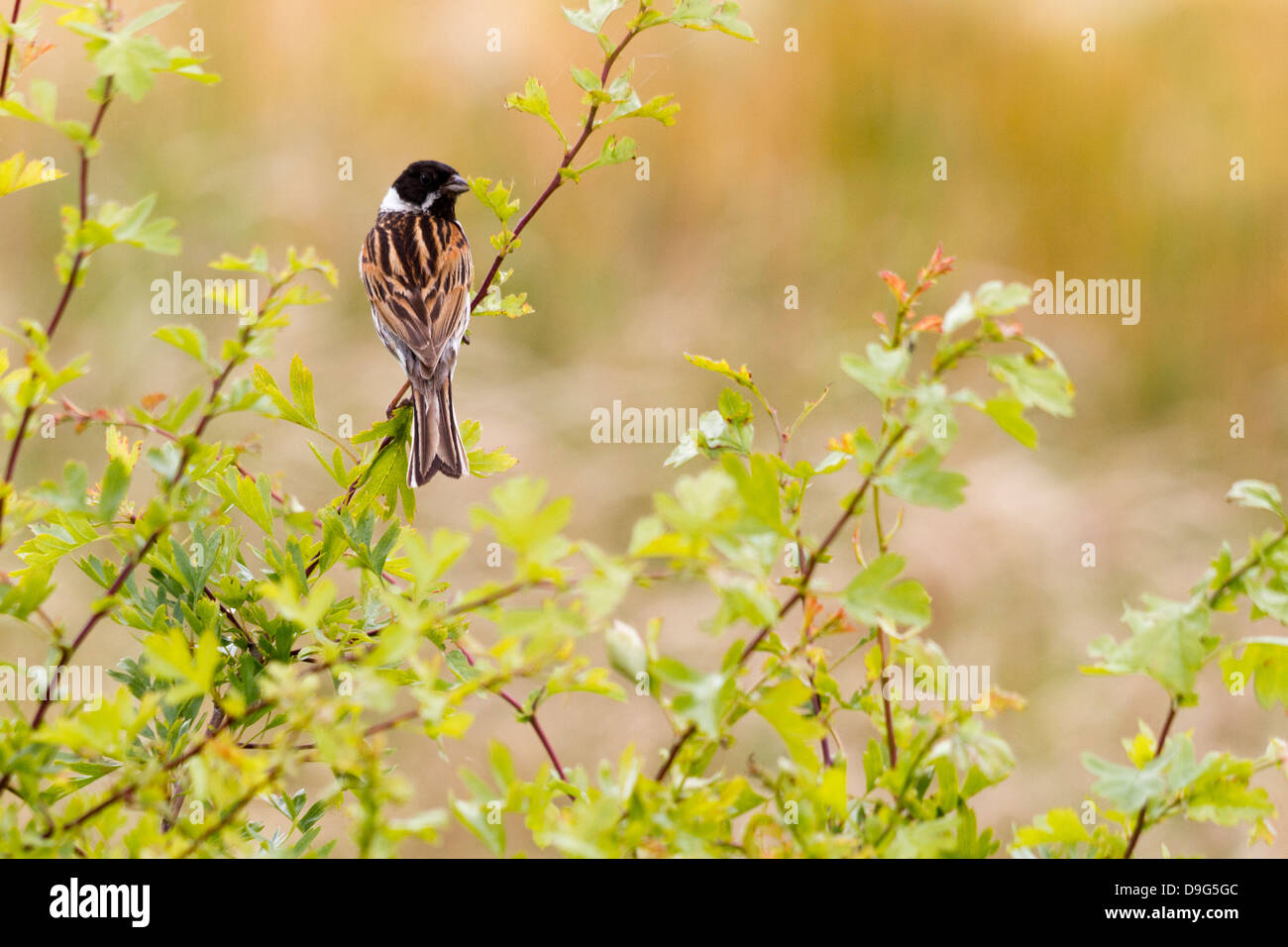 Reed bunting - Emberiza schoeniclus, Buckinghamshire, England, UK Stock Photo