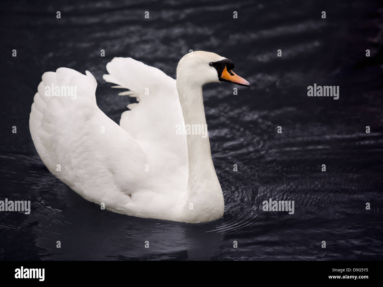 White swan in blue water Stock Photo