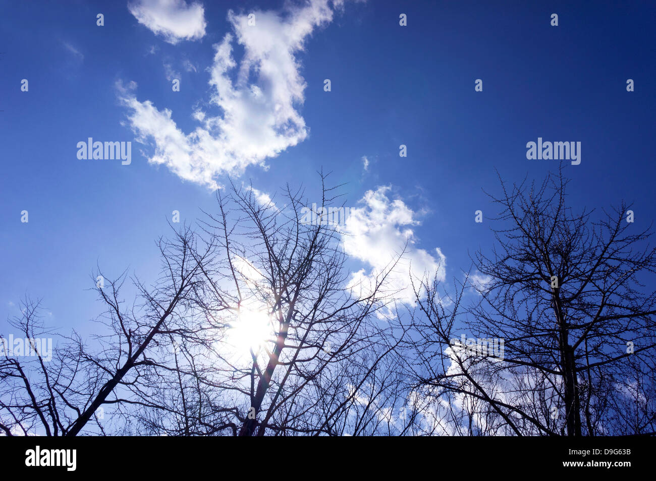 Trees and blue sky with clouds Stock Photo - Alamy