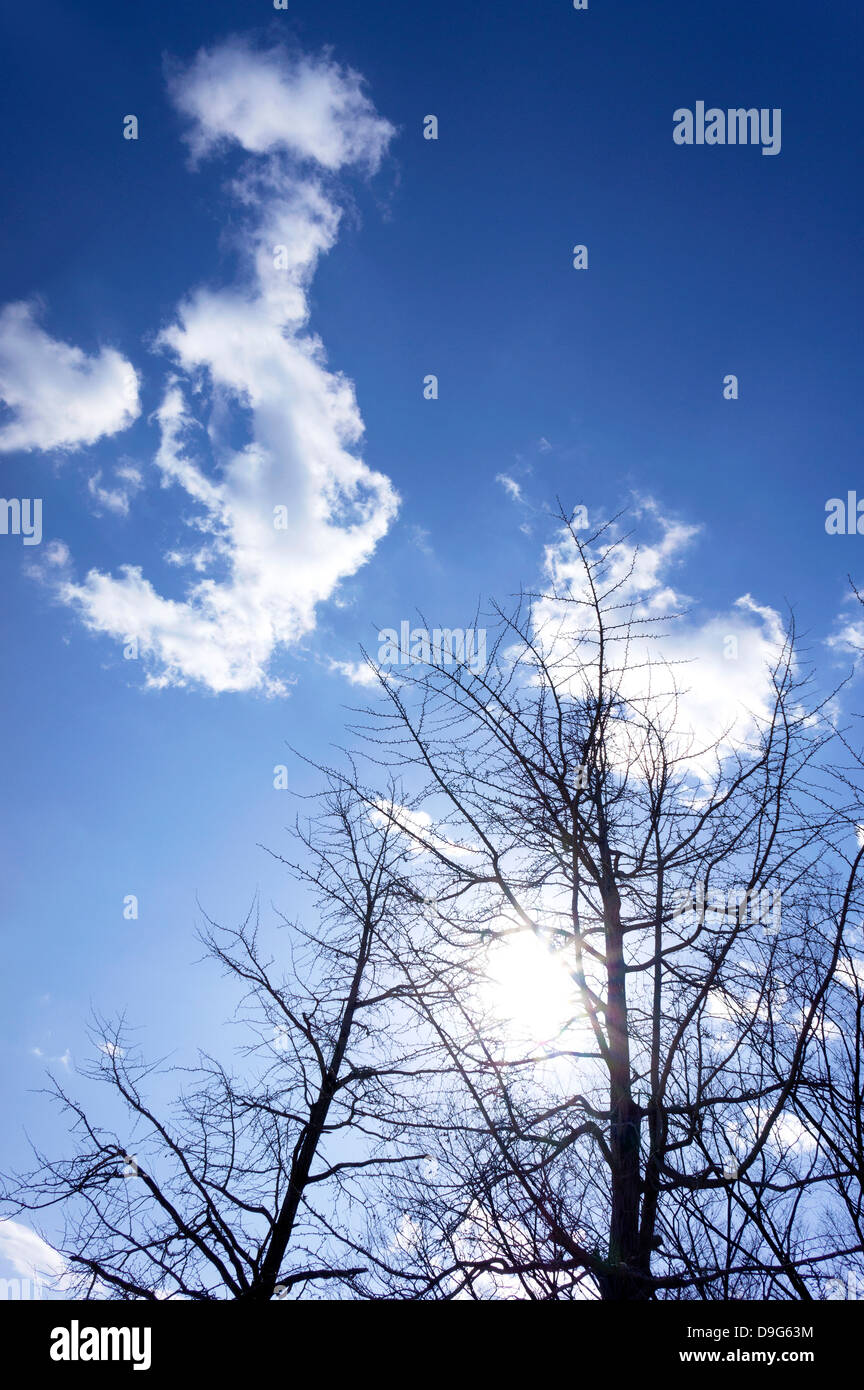 Trees and blue sky with clouds Stock Photo - Alamy