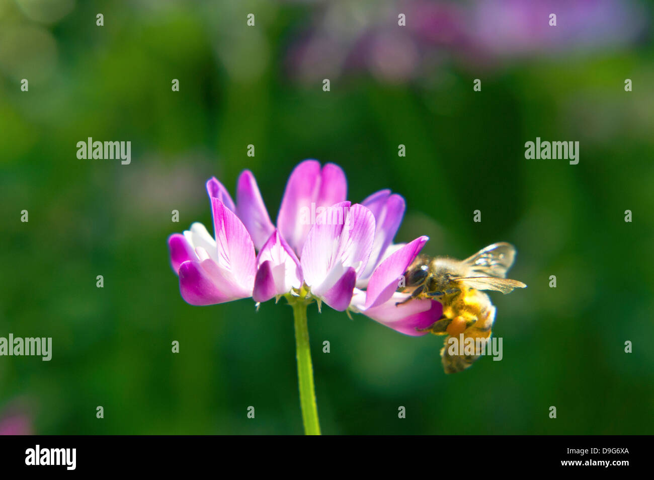 Bee on Astragalus flower Stock Photo