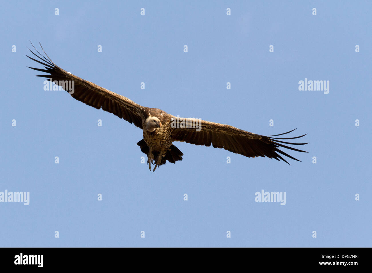 Rueppell’s griffon (Gyps rueppellii) vulture flying against a blue sky ...