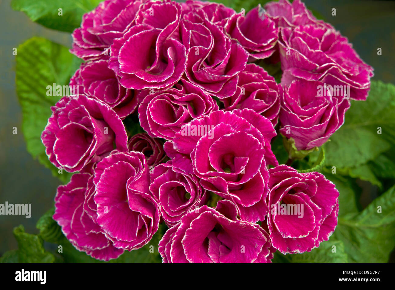 Polyantha flowers Stock Photo
