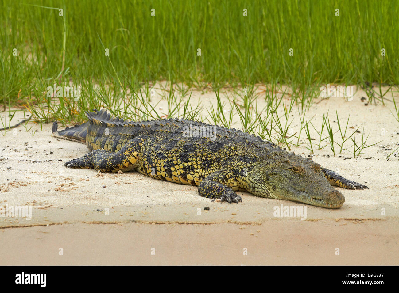 Nile crocodile (Crocodylus niloticus), Chobe River, Chobe National Park, Kasane, Botswana, Africa Stock Photo