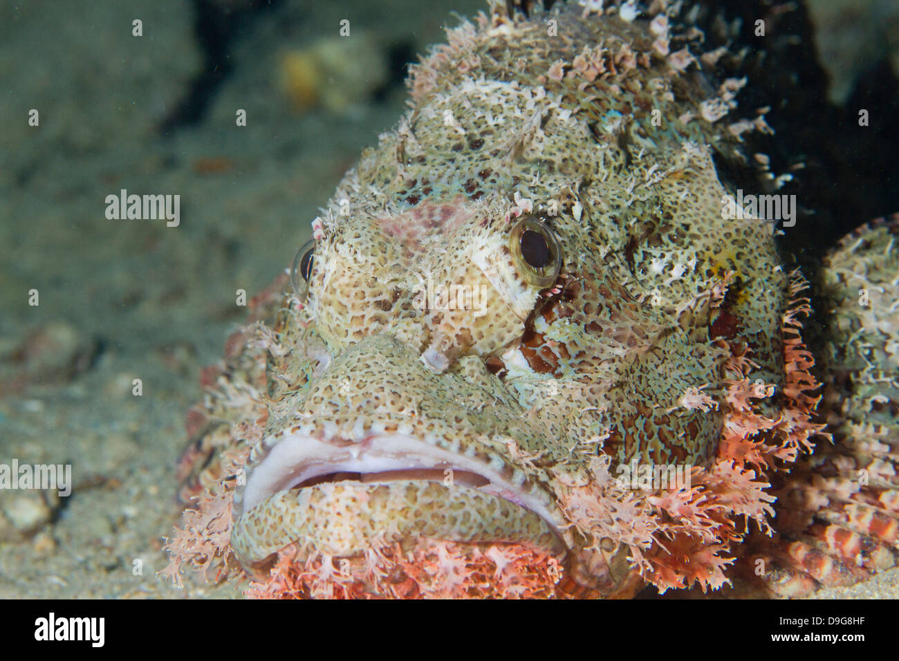 Tassled scorpionfish - Scorpaenopsis oxycephala, Mabul, Borneo, Malaysia Stock Photo