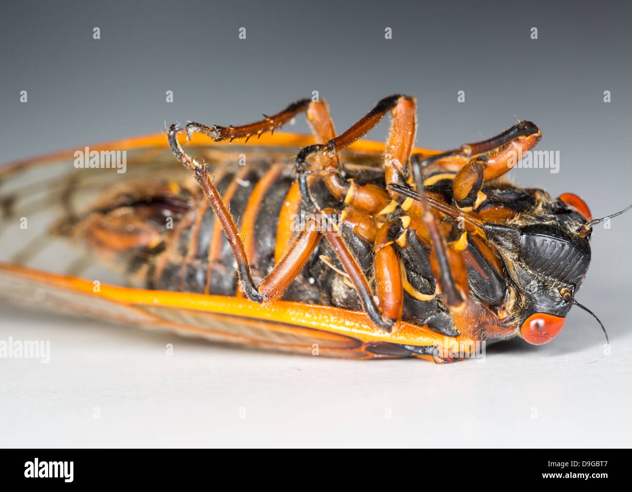 Cicada from Brood II in 2013 in Virginia, USA. Detailed macro image against white background Stock Photo