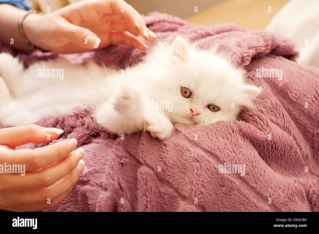 Adorable Persian kitten Stock Photo Alamy