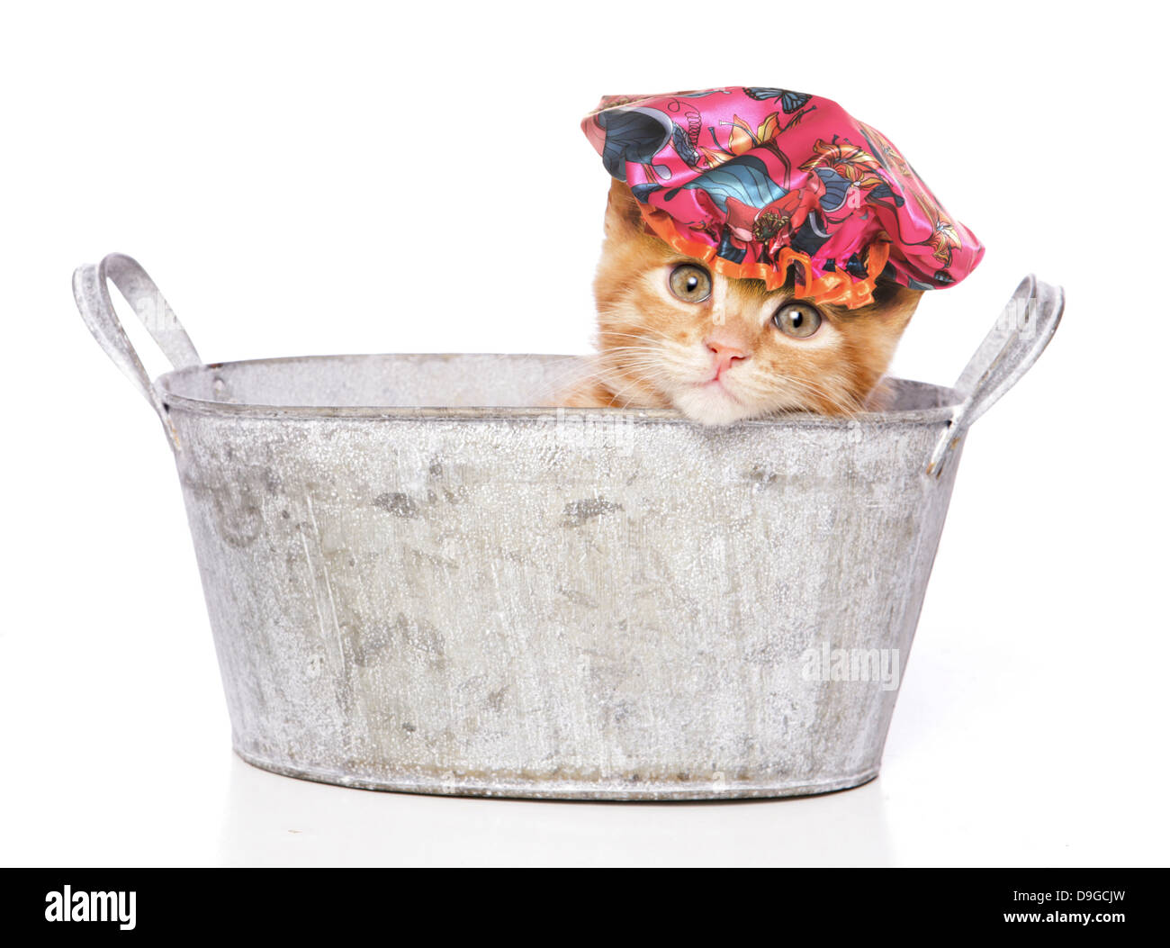 cat in a bath with shower cap Stock Photo