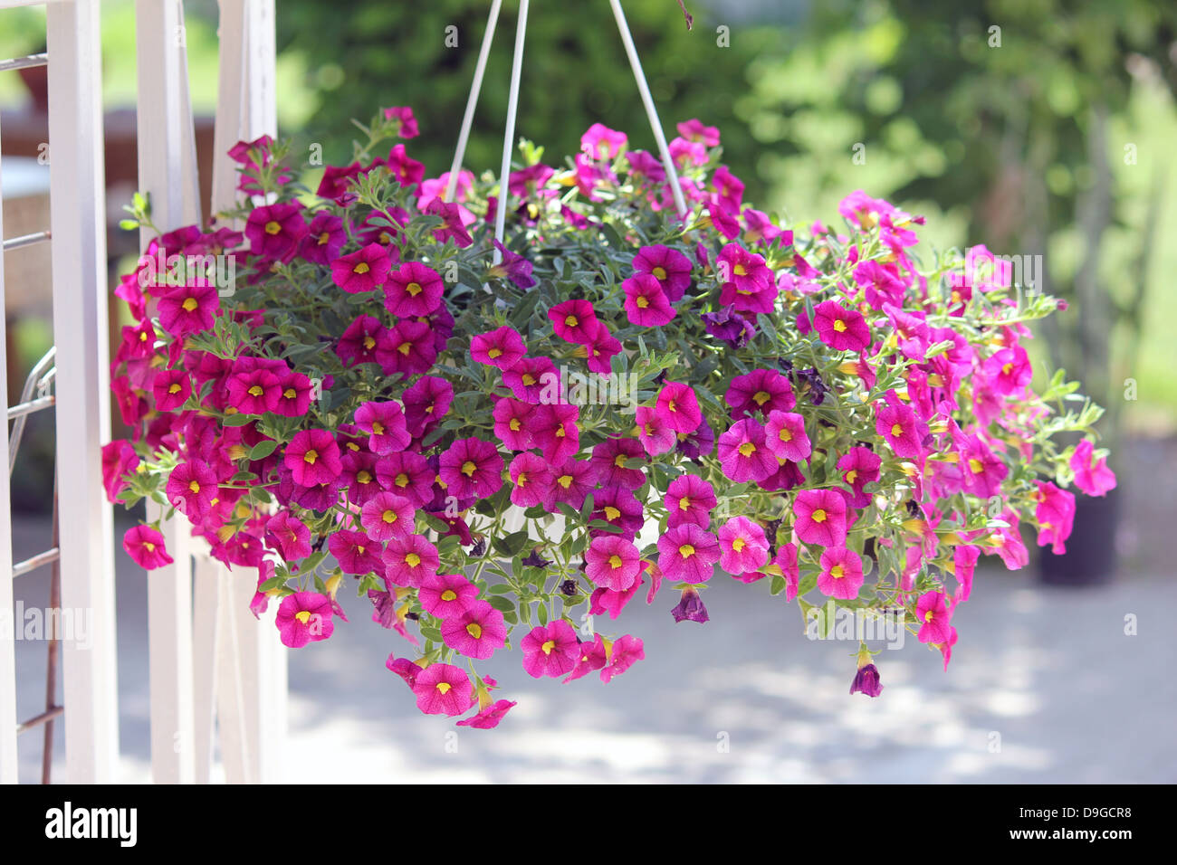 Calibrachoa Million Bells High Resolution Stock Photography And Images Alamy