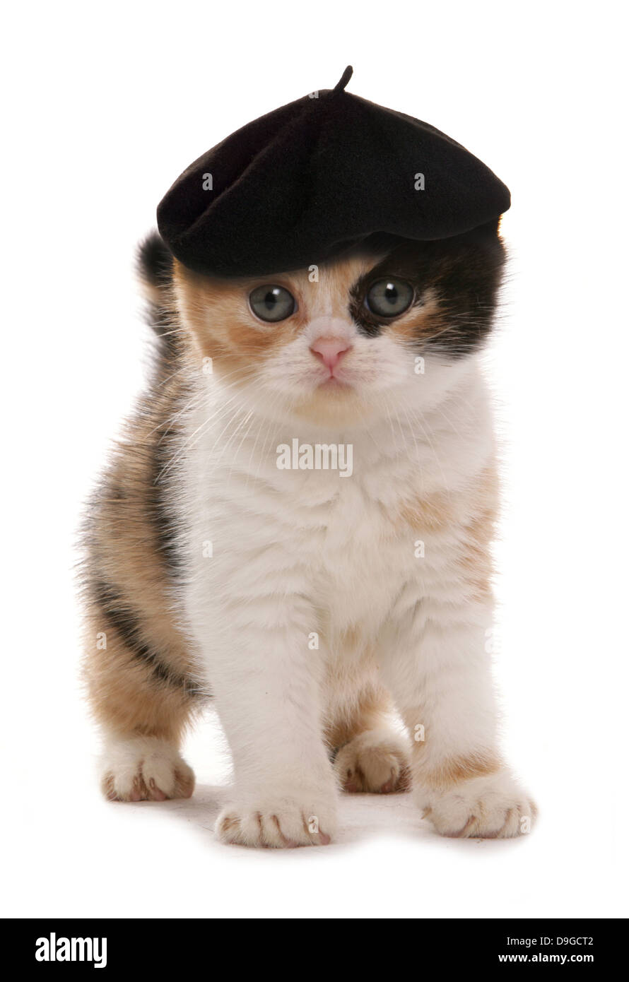 kitten with artist beret hat Stock Photo