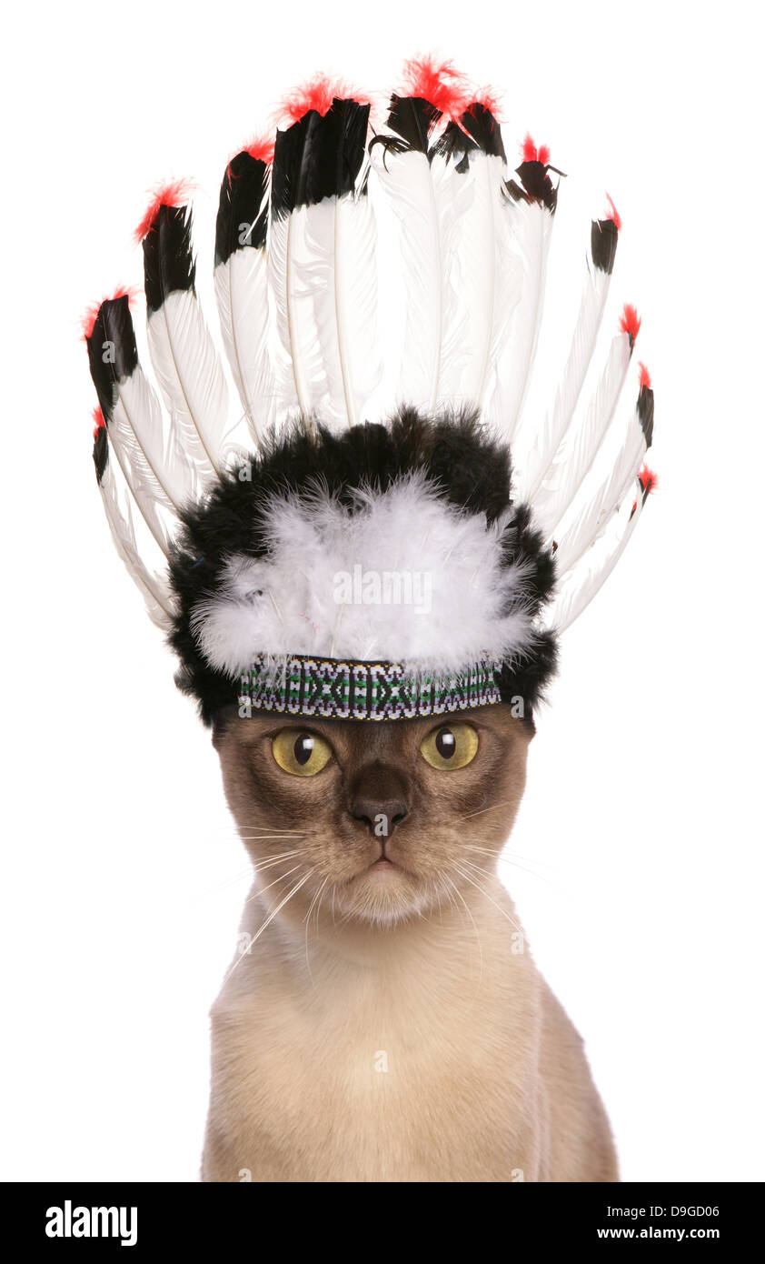 red indian cheif adult cat Stock Photo Alamy