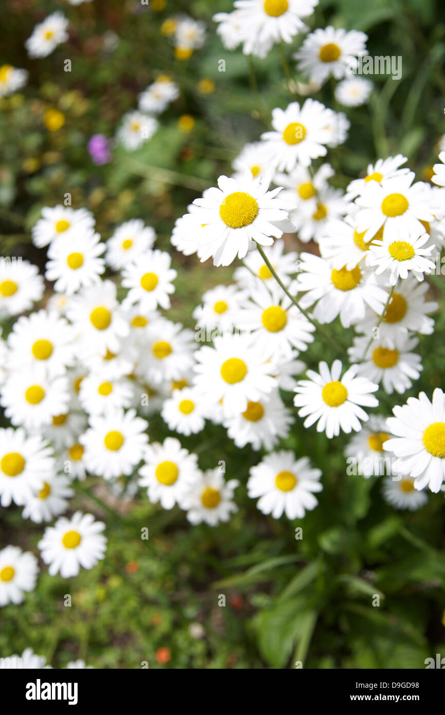 A group of summer daisies Stock Photo Alamy