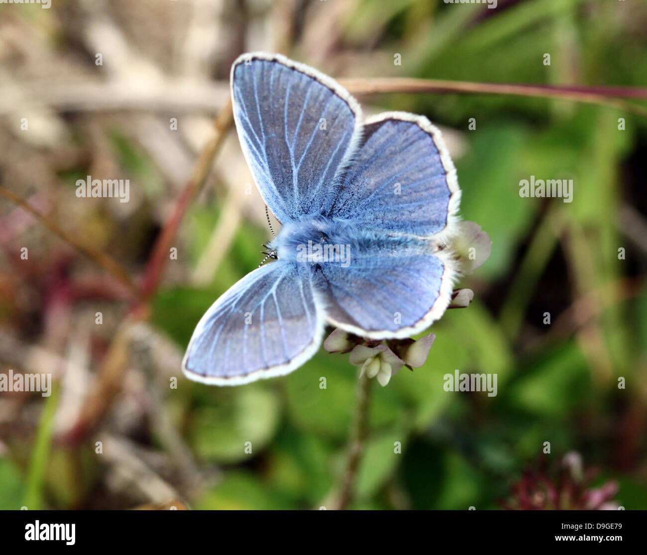 Eurasian male Common Blue (Polyommatus icarus) butterfly Stock Photo